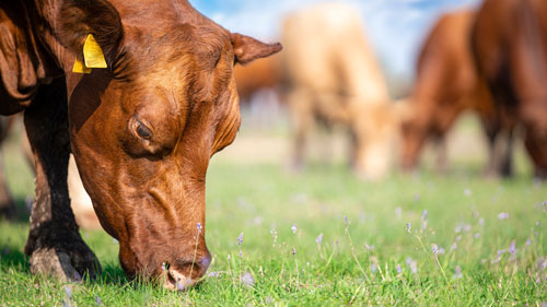 quality fresh beef cows grazing in field